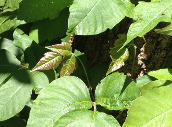 Poison Ivy Leaf Identification by Turf King Lawn Care